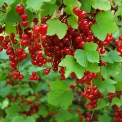 Plant in a Box Aalbes - Set van 3 - Ribes rubrum - Hoogte 25-40cm - ⌀9cm Hot