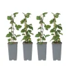 Plant in a Box Aalbes - Set van 4 - Ribes rubrum 'Jonkheer van Tets' - Hoogte 50-60cm - ⌀15cm Best