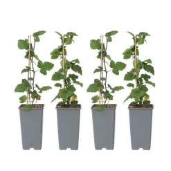 Plant in a Box Aalbes - Set van 4 - Ribes rubrum 'Jonkheer van Tets' - Hoogte 50-60cm - ⌀15cm Best