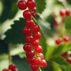 Plant in a Box Aalbes - Set van 4 - Ribes rubrum 'Jonkheer van Tets' - Hoogte 50-60cm - ⌀15cm Best