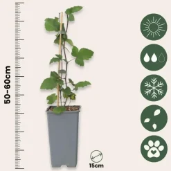 Plant in a Box Aalbes - Set van 4 - Ribes rubrum 'Jonkheer van Tets' - Hoogte 50-60cm - ⌀15cm Best