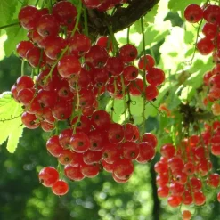 Plant in a Box Aalbes - Set van 4 - Ribes rubrum 'Jonkheer van Tets' - Hoogte 50-60cm - ⌀15cm Best