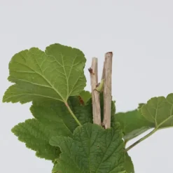 Plant in a Box Aalbes - Set van 4 - Ribes rubrum 'Jonkheer van Tets' - Hoogte 50-60cm - ⌀15cm Best