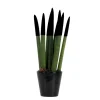 Plant in a Box Afrikaanse Speerplant - Sansevieria cylindrica - Hoogte 20-40cm - Pot 9cm Outlet