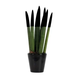 Plant in a Box Afrikaanse Speerplant - Sansevieria cylindrica - Hoogte 20-40cm - Pot 9cm Outlet