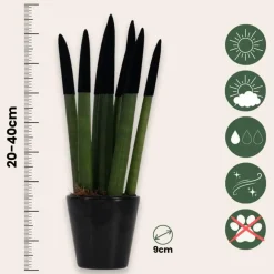Plant in a Box Afrikaanse Speerplant - Sansevieria cylindrica - Hoogte 20-40cm - Pot 9cm Outlet