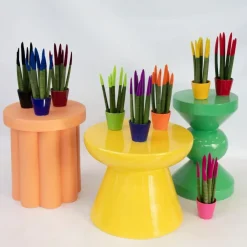 Plant in a Box Afrikaanse Speerplant - Sansevieria cylindrica - Hoogte 20-40cm - Pot 9cm Outlet