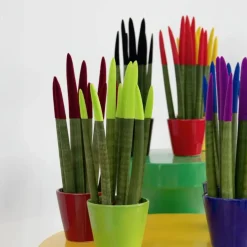 Plant in a Box Afrikaanse Speerplant - Sansevieria cylindrica - Hoogte 20-40cm - Pot 9cm Outlet