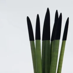 Plant in a Box Afrikaanse Speerplant - Sansevieria cylindrica - Hoogte 20-40cm - Pot 9cm Outlet