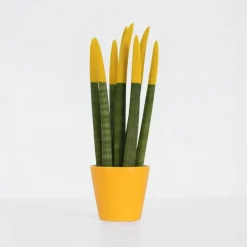 Plant in a Box Afrikaanse Speerplant - Sansevieria cylindrica - Hoogte 20-40cm - Pot 9cm