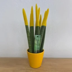 Plant in a Box Afrikaanse Speerplant - Sansevieria cylindrica - Hoogte 20-40cm - Pot 9cm
