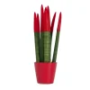Plant in a Box Afrikaanse Speerplant - Sansevieria cylindrica - Hoogte 20-40cm - Pot 9cm Best