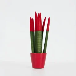 Plant in a Box Afrikaanse Speerplant - Sansevieria cylindrica - Hoogte 20-40cm - Pot 9cm Best