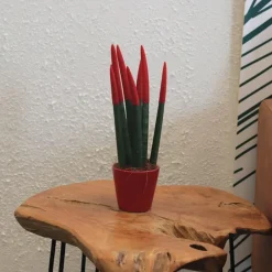 Plant in a Box Afrikaanse Speerplant - Sansevieria cylindrica - Hoogte 20-40cm - Pot 9cm Best