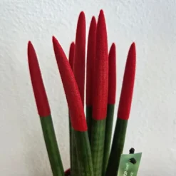 Plant in a Box Afrikaanse Speerplant - Sansevieria cylindrica - Hoogte 20-40cm - Pot 9cm Best