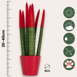 Plant in a Box Afrikaanse Speerplant - Sansevieria cylindrica - Hoogte 20-40cm - Pot 9cm Best