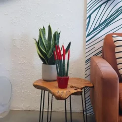 Plant in a Box Afrikaanse Speerplant - Sansevieria cylindrica - Hoogte 20-40cm - Pot 9cm Best