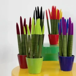 Plant in a Box Afrikaanse Speerplant - Sansevieria cylindrica - Hoogte 20-40cm - Pot 9cm Best