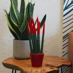 Plant in a Box Afrikaanse Speerplant - Sansevieria cylindrica - Hoogte 20-40cm - Pot 9cm Best