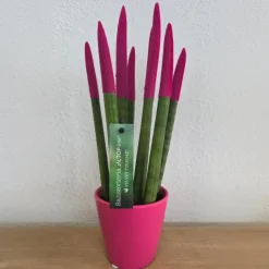 Plant in a Box Afrikaanse Speerplant - Sansevieria cylindrica - Hoogte 20-40cm - Pot 9cm