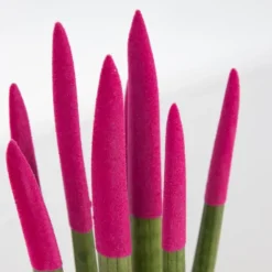 Plant in a Box Afrikaanse Speerplant - Sansevieria cylindrica - Hoogte 20-40cm - Pot 9cm