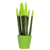 Plant in a Box Afrikaanse Speerplant - Sansevieria cylindrica - Hoogte 20-40cm - Pot 9cm Online