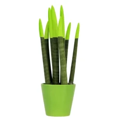 Plant in a Box Afrikaanse Speerplant - Sansevieria cylindrica - Hoogte 20-40cm - Pot 9cm Online