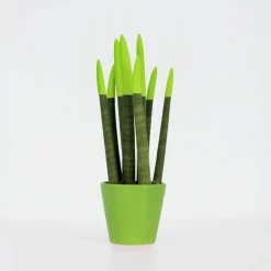 Plant in a Box Afrikaanse Speerplant - Sansevieria cylindrica - Hoogte 20-40cm - Pot 9cm Online