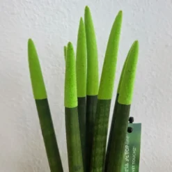 Plant in a Box Afrikaanse Speerplant - Sansevieria cylindrica - Hoogte 20-40cm - Pot 9cm Online