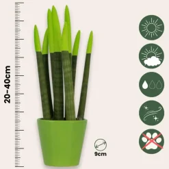 Plant in a Box Afrikaanse Speerplant - Sansevieria cylindrica - Hoogte 20-40cm - Pot 9cm Online
