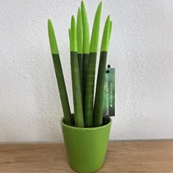Plant in a Box Afrikaanse Speerplant - Sansevieria cylindrica - Hoogte 20-40cm - Pot 9cm Online