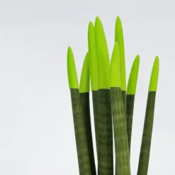 Plant in a Box Afrikaanse Speerplant - Sansevieria cylindrica - Hoogte 20-40cm - Pot 9cm Online