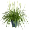 Plant in a Box Agapanthus - Agapanthus 'Amourette Blue' - Hoogte 65 cm - ø23 cm Outlet
