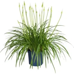 Plant in a Box Agapanthus - Agapanthus 'Amourette Blue' - Hoogte 65 cm - ø23 cm Outlet