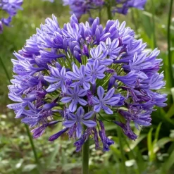 Plant in a Box Agapanthus - Agapanthus 'Amourette Blue' - Hoogte 65 cm - ø23 cm Outlet