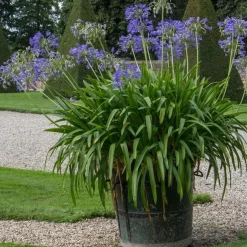 Plant in a Box Agapanthus - Agapanthus 'Amourette Blue' - Hoogte 65 cm - ø23 cm Outlet