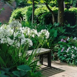 Plant in a Box Agapanthus - Agapanthus 'Amourette Blue' - Hoogte 65 cm - ø23 cm Outlet