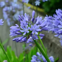 Plant in a Box Agapanthus - Agapanthus 'Amourette Blue' - Hoogte 65 cm - ø23 cm Outlet