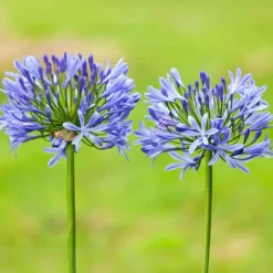 Plant in a Box Agapanthus - Agapanthus 'Amourette Blue' - Hoogte 65 cm - ø23 cm Outlet