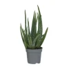 Plant in a Box Aloë vera - Aloe barbadensis - Hoogte 25-40cm - ⌀10,5cm Online