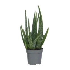 Plant in a Box Aloë vera - Aloe barbadensis - Hoogte 25-40cm - ⌀10,5cm Online