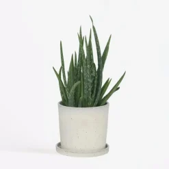 Plant in a Box Aloë vera - Aloe barbadensis - Hoogte 25-40cm - ⌀10,5cm Online