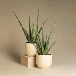 Plant in a Box Aloë vera - Aloe barbadensis - Hoogte 25-40cm - ⌀10,5cm Online