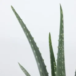 Plant in a Box Aloë vera - Aloe barbadensis - Hoogte 25-40cm - ⌀10,5cm Online