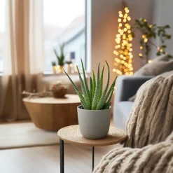 Plant in a Box Aloë vera - Aloe barbadensis - Hoogte 25-40cm - ⌀10,5cm Online