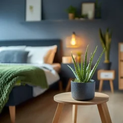 Plant in a Box Aloë vera - Aloe barbadensis - Hoogte 25-40cm - ⌀10,5cm Online