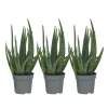 Plant in a Box Aloë vera - Set van 3 - Aloe barbadensis - Hoogte 25-40cm - ⌀10,5cm Clearance