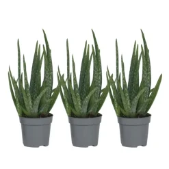 Plant in a Box Aloë vera - Set van 3 - Aloe barbadensis - Hoogte 25-40cm - ⌀10,5cm Clearance