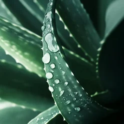 Plant in a Box Aloë vera - Set van 3 - Aloe barbadensis - Hoogte 25-40cm - ⌀10,5cm Clearance