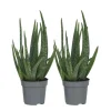 Plant in a Box Aloë vera - Set van 2 - Aloe barbadensis - Hoogte 25-40cm - ⌀10,5cm